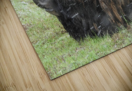 Snowy Bison 4 Emma Richwine puzzle