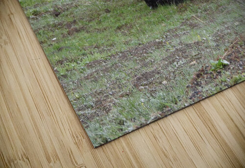 Snowy Bison 2 Emma Richwine puzzle