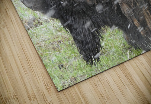 Snowy Bison Emma Richwine puzzle