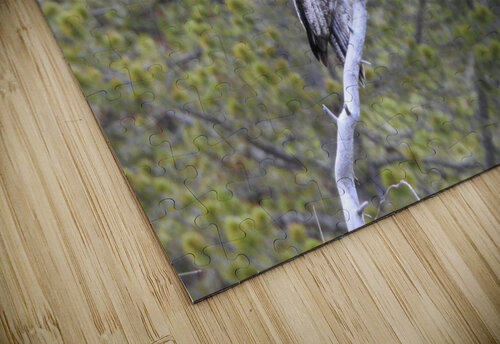 Great Grey Owl Emma Richwine puzzle