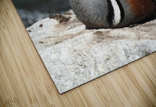Harlequin Duck  Emma Richwine puzzle