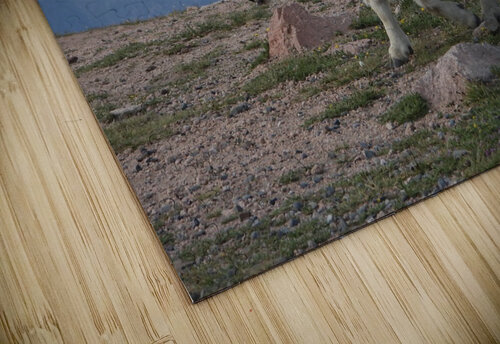Beartooth Mountain Goat Emma Richwine puzzle