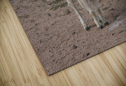 Silly Beartooth Goat Emma Richwine puzzle