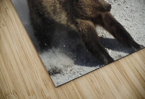 Bear Slide Emma Richwine puzzle