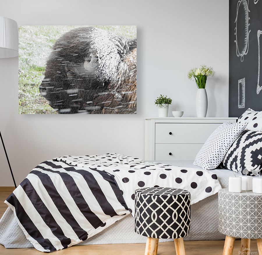 Snowy Bison 7 Reproduction