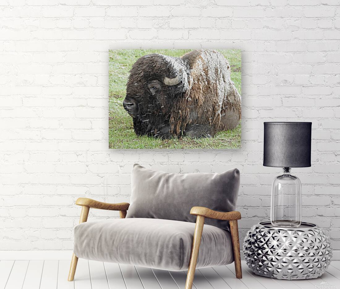 Snowy Bison 4 Reproduction