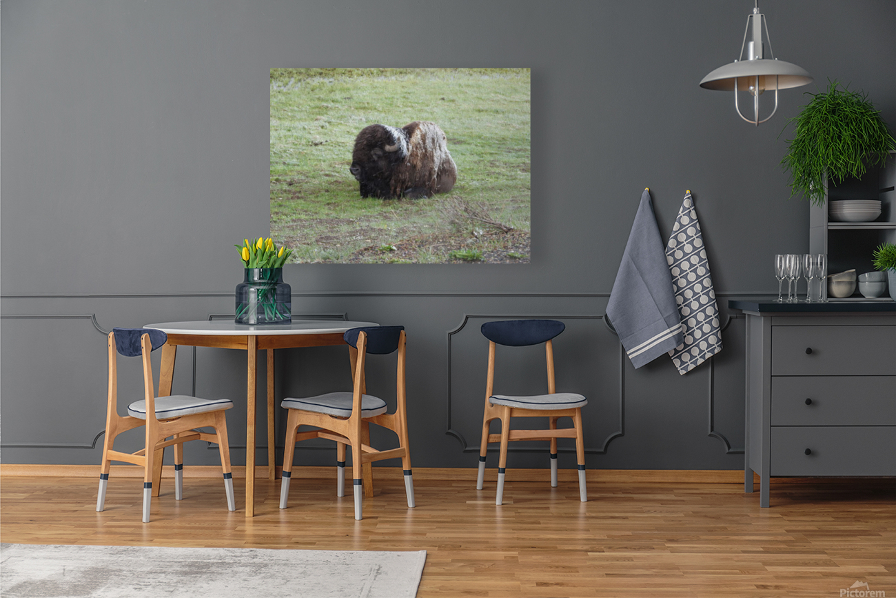 Snowy Bison 2 Reproduction