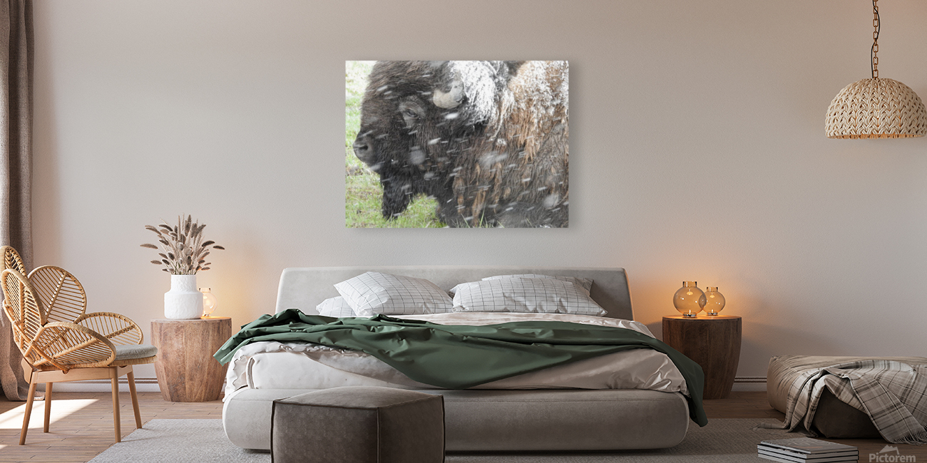 Snowy Bison Reproduction