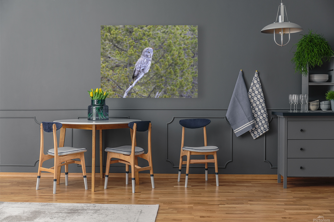 Great Grey Owl Reproduction