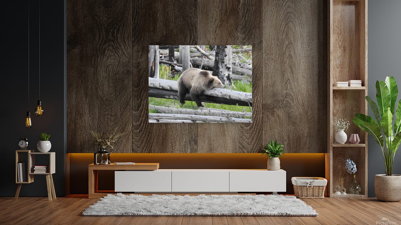 Bored Bear Reproduction
