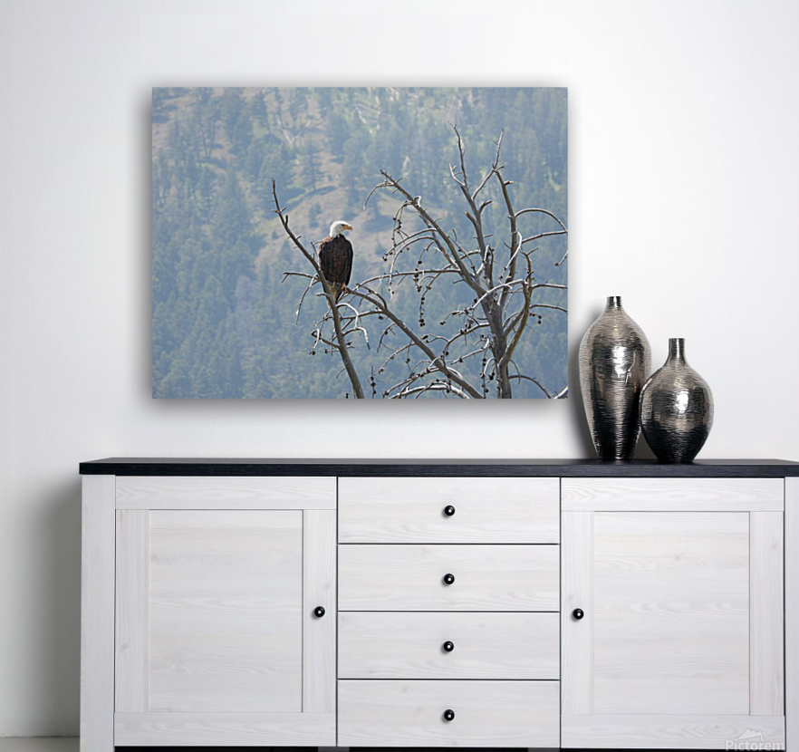 Bald Eagle Reproduction