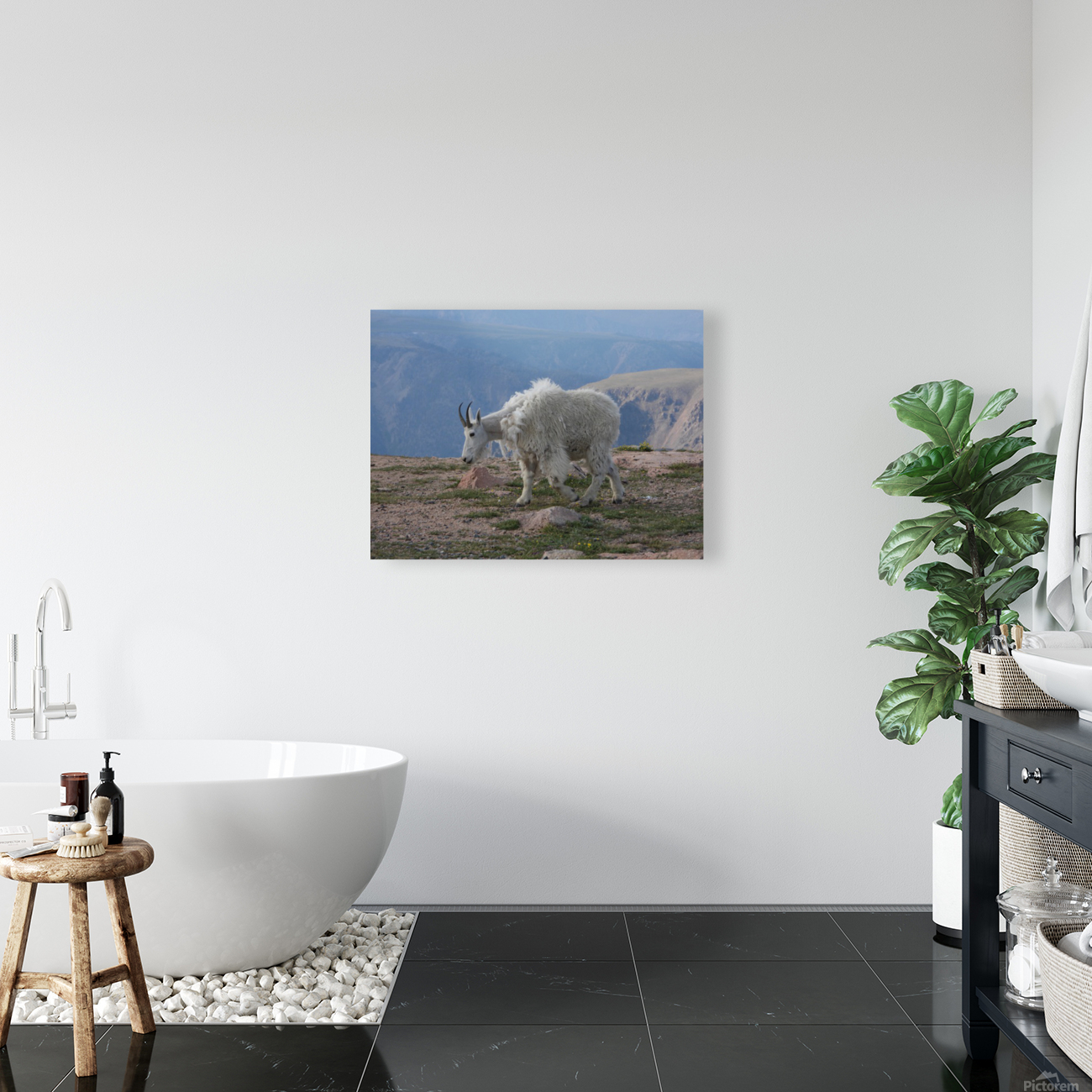 Beartooth Mountain Goat Reproduction