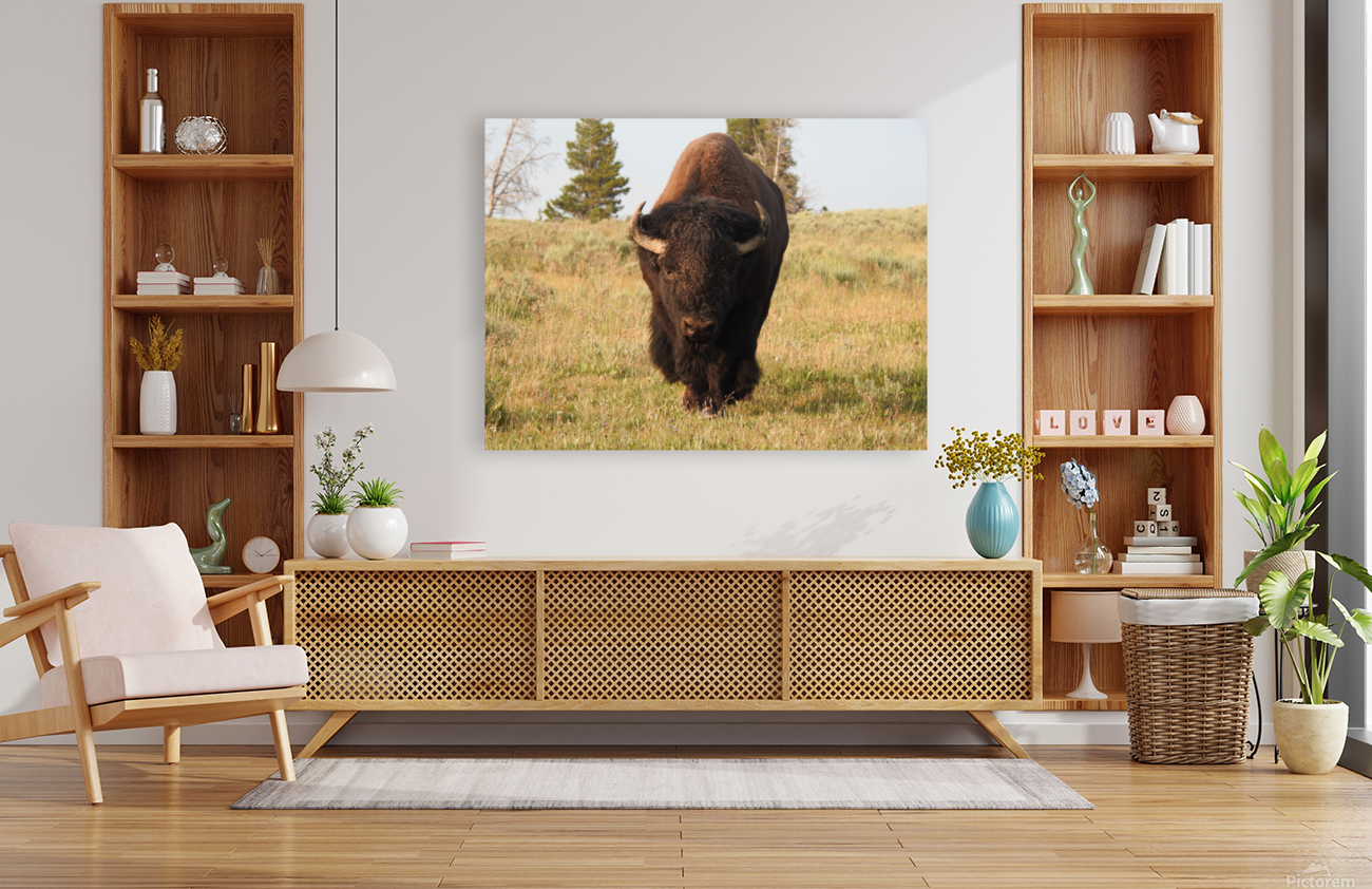 Big Bison Reproduction