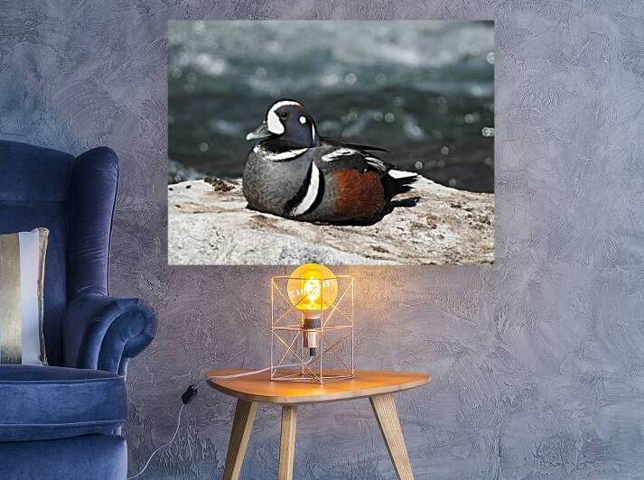 Harlequin Duck  by Emma Richwine