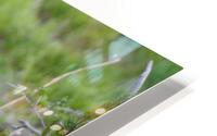 DSCN7330 HD Metal print