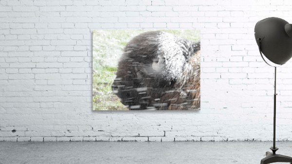 Snowy Bison 7 Wall Preview