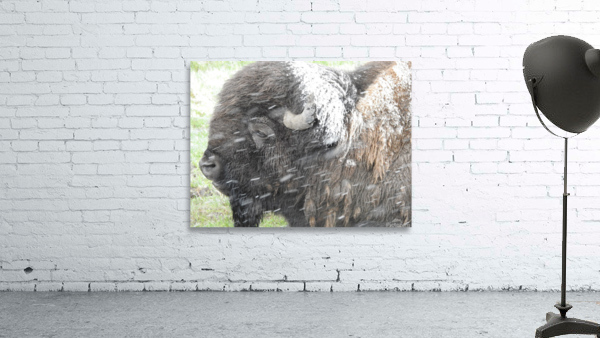 Snowy Bison 6 Wall Preview