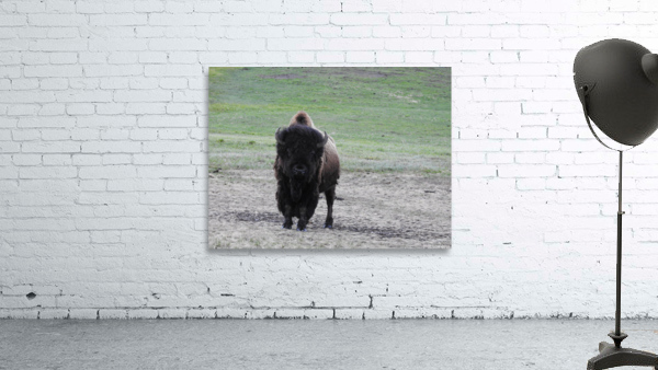 Staring Bison Wall Preview
