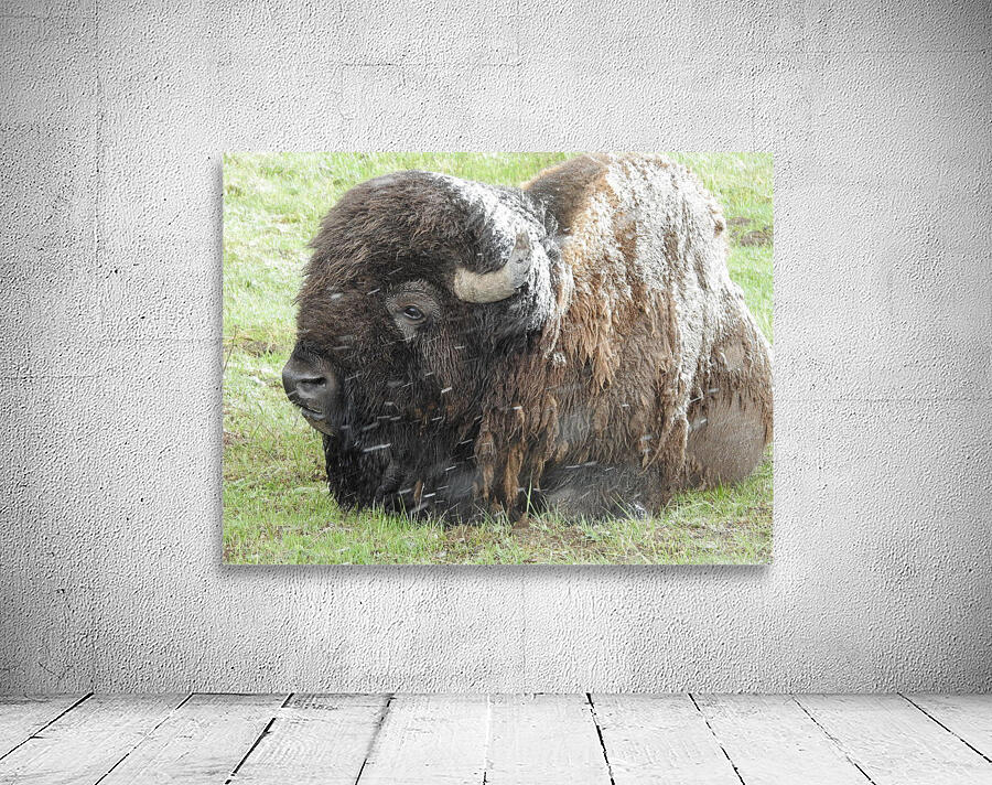 Snowy Bison 4 Wall Preview