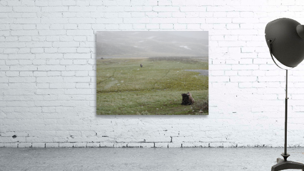Snowy Bison 3 Wall Preview