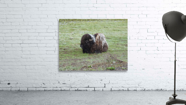 Snowy Bison 2 Wall Preview