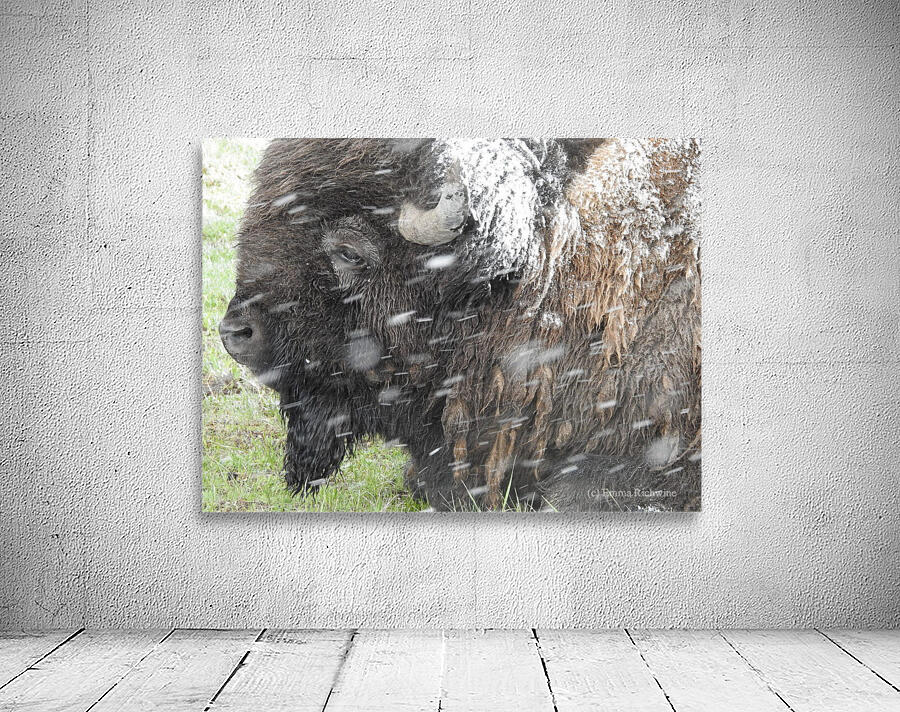 Snowy Bison Wall Preview