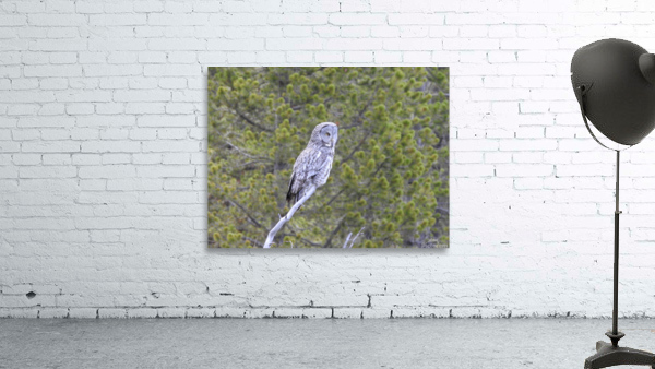 Great Grey Owl Wall Preview