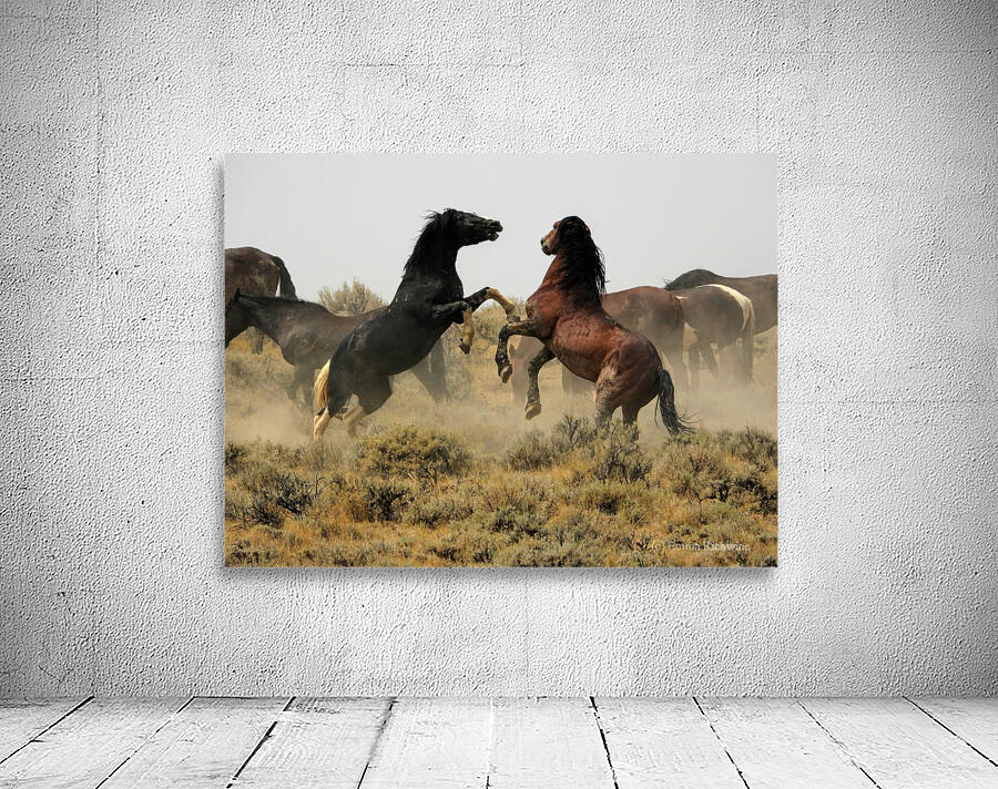 Spurring Stallions Wall Preview