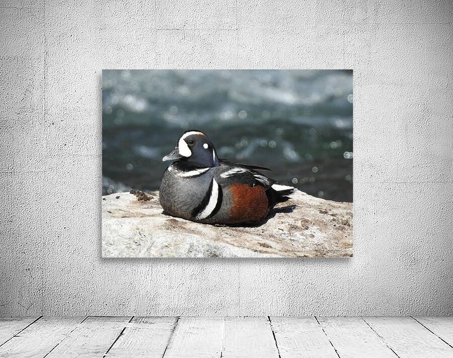 Harlequin Duck  Wall Preview