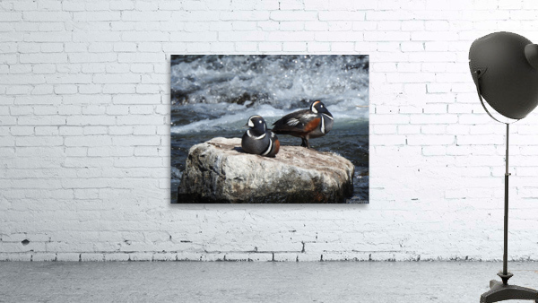 Harlequin Ducks Wall Preview