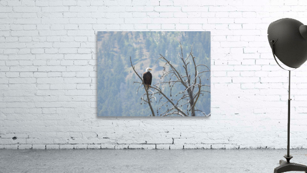Bald Eagle Wall Preview