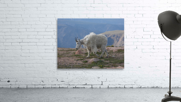 Beartooth Mountain Goat Wall Preview