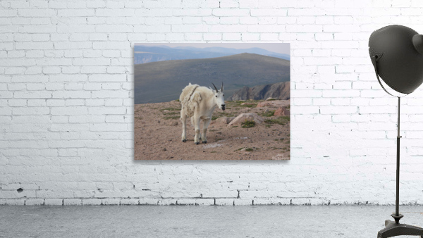 Silly Beartooth Goat Wall Preview