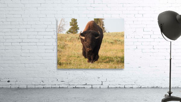 Big Bison Wall Preview