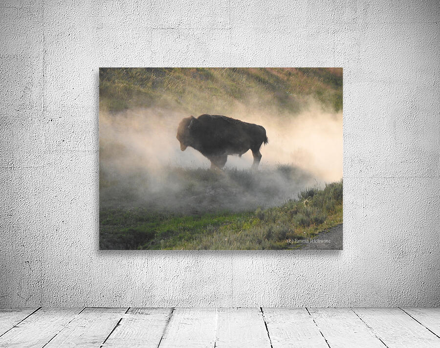 Dusty Bison Wall Preview