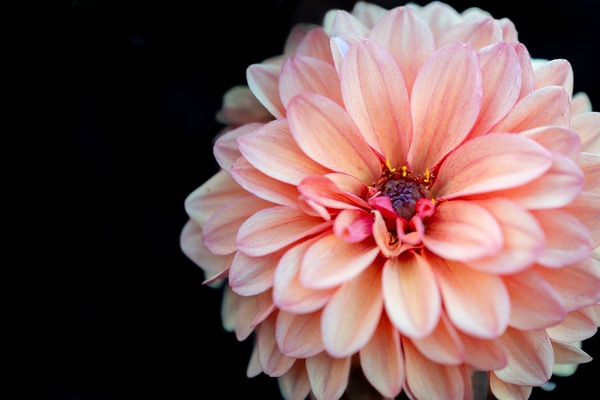 Pink Dahlia Digital Download