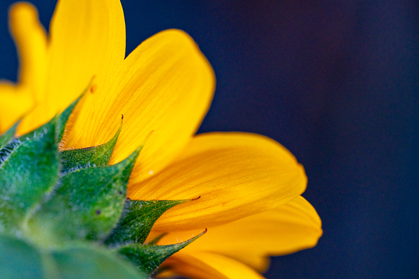 Yellow Sunflower Digital Download
