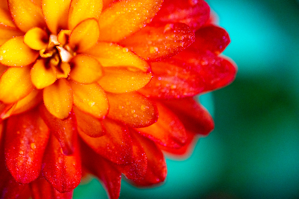 Orange and Yellow Zinnia Digital Download