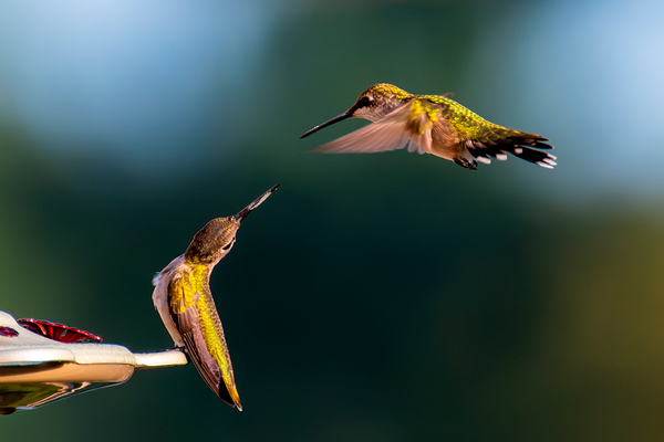 Hummingbirds Téléchargement Numérique
