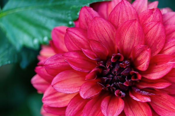 Dark Pink Dahlia Digital Download