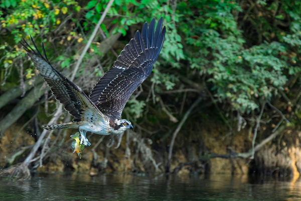 An Osprey picks up fresh fish for breakfast Digital Download