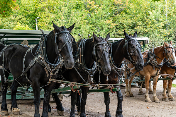 Teams of Horses Digital Download