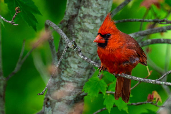 Northern Cardinal  Téléchargement Numérique