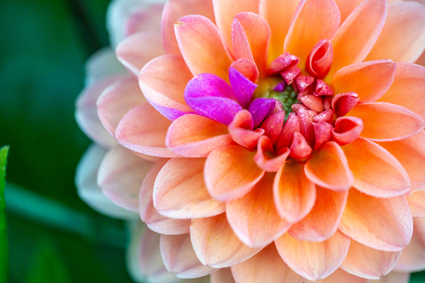Peach Dahlia with a splash of Purple Digital Download