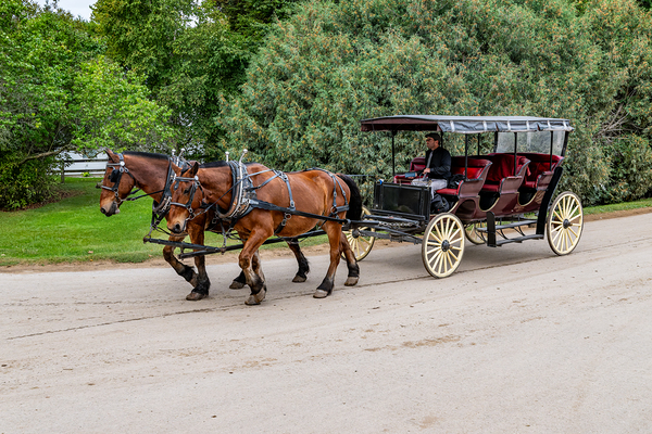A Pair of Horses pulling a Carriage Digital Download
