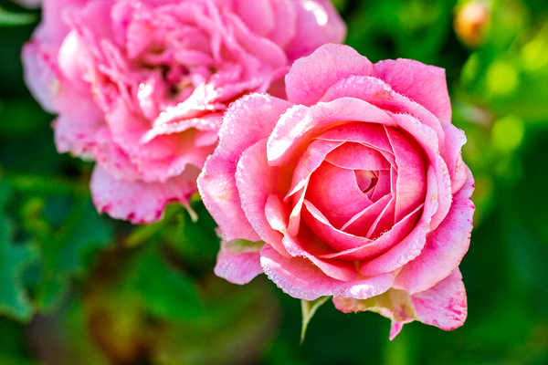 Pink Digital Download