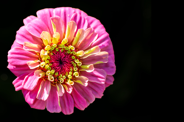 Pink and Yellow Zinnia Digital Download