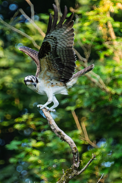 An Osprey stretching their wings.  Téléchargement Numérique