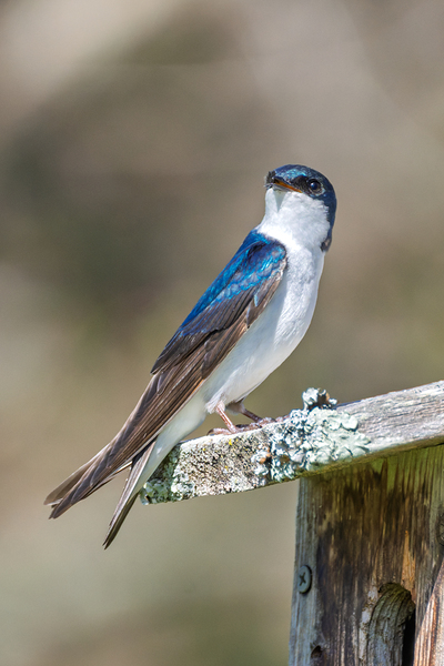 A Tree Swallow Enjoys a Sunny Day.  Digital Download