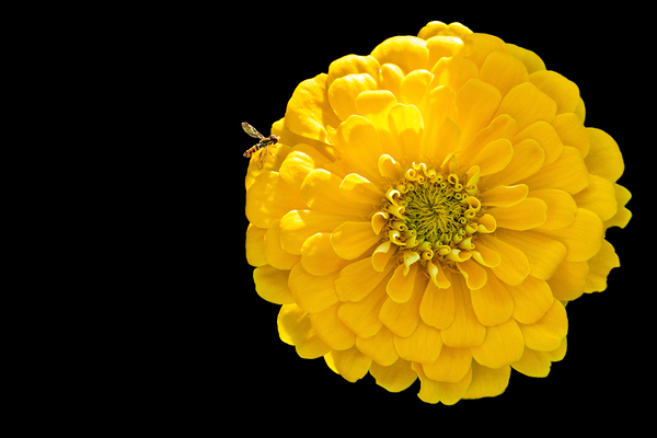 Yellow Zinnia and a Hoverfly Digital Download